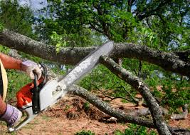 Lawn Renovation and Restoration in Estero, FL